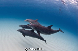 A small Pod Of Bottlenose Dolphin (Tursiops truncatus) Sw... by Mike Ellis 